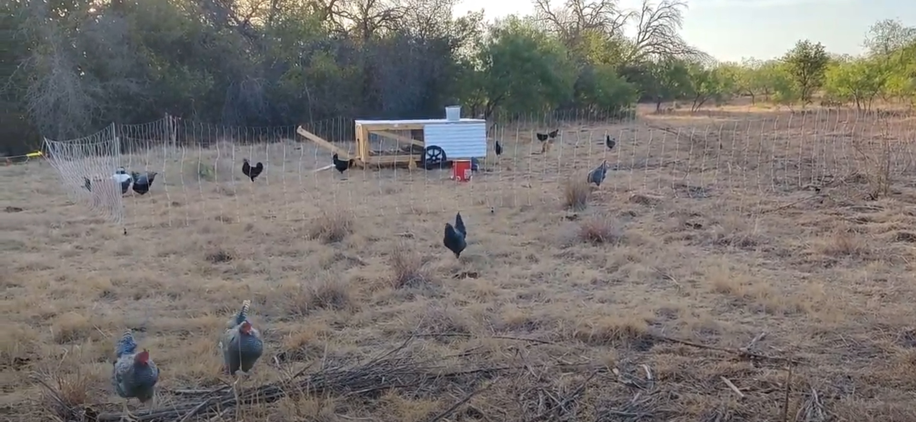 Chickens on Pasture.jpg