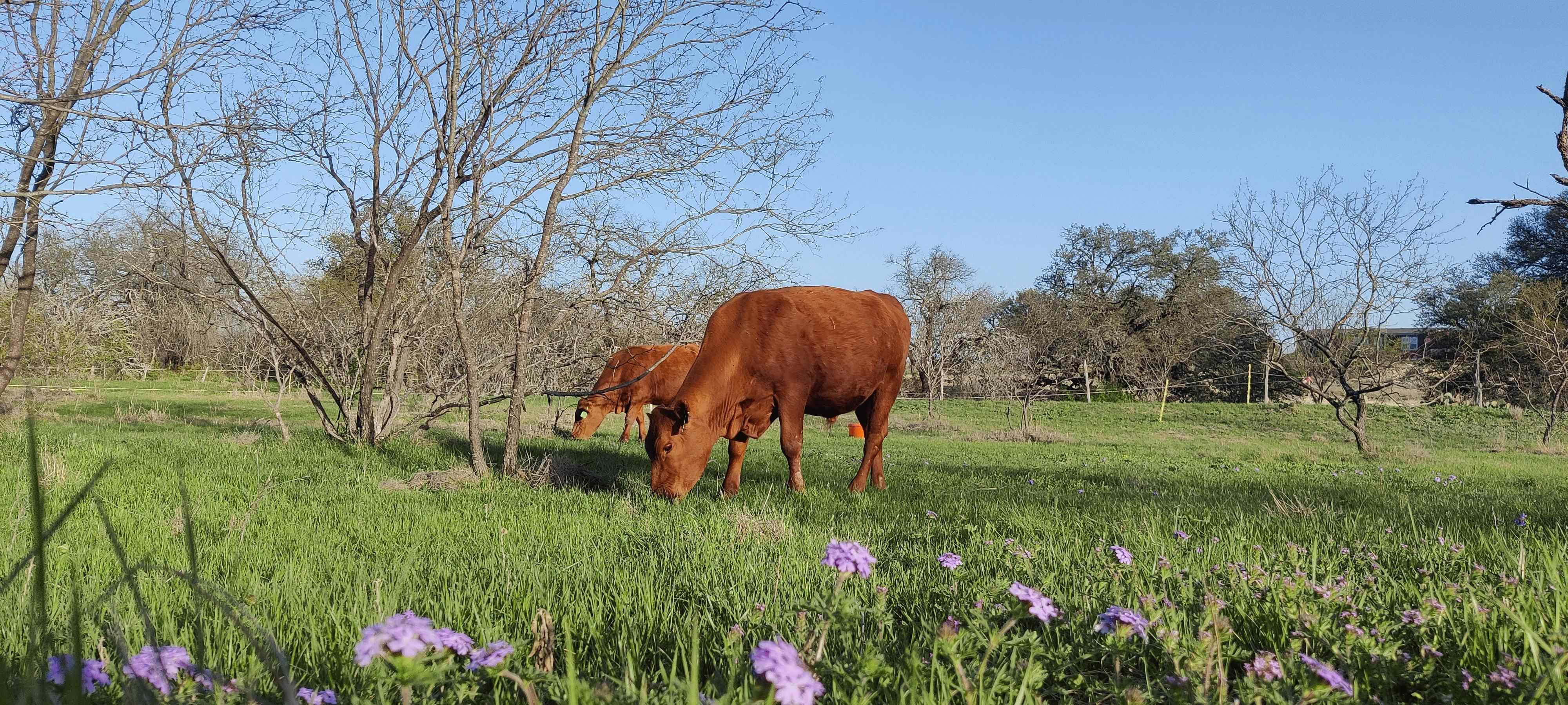 Cows and Flowers.jpg